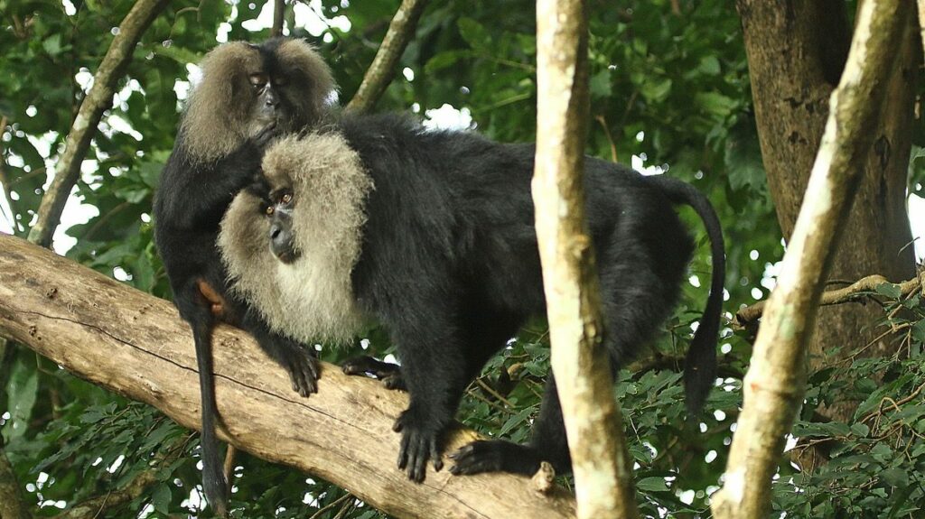 A pair of lion-tailed macaques preening. These monkeys became the focus of controversy at the Silent Valley.